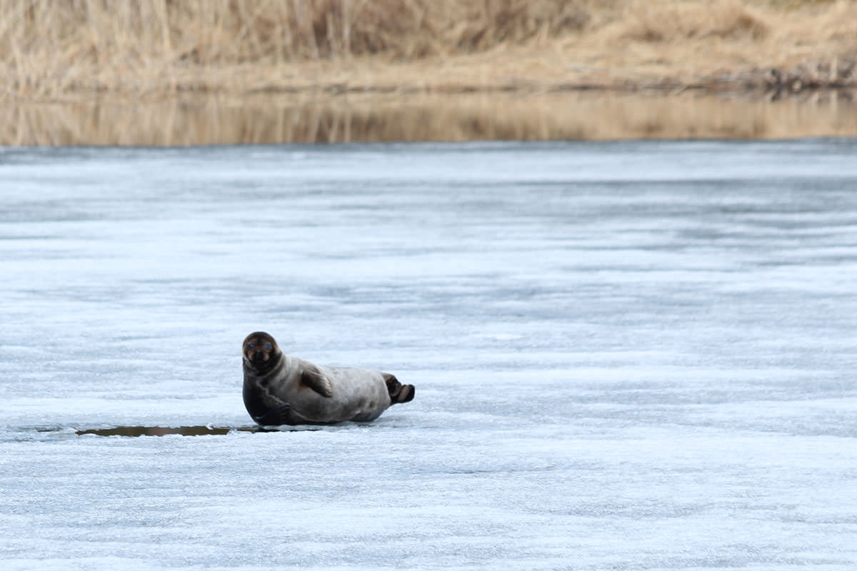 The endangered and rare Saimaa Ringed Seal can be spotted in Punkaharju! This one filmed at the ridge area in May 2017.